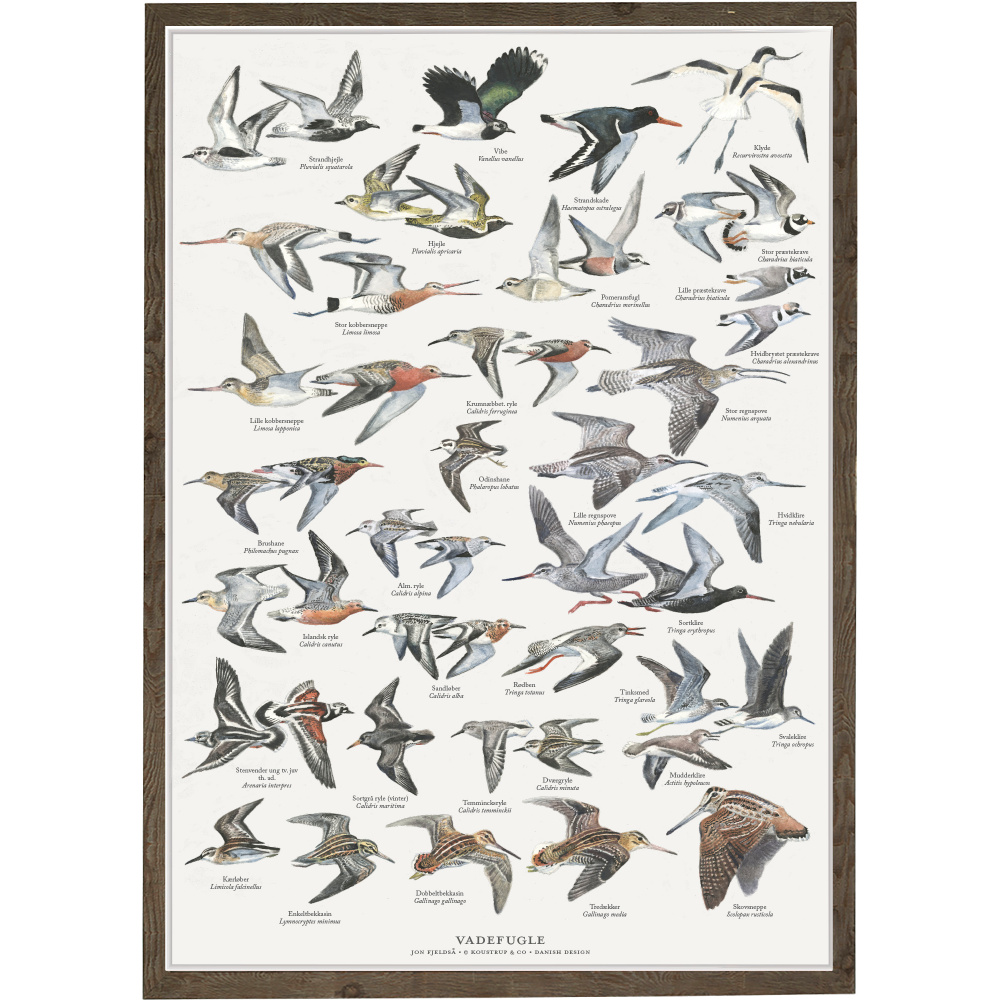 Koustrup affisch - Vadarfåglar, A4 - Bild 3