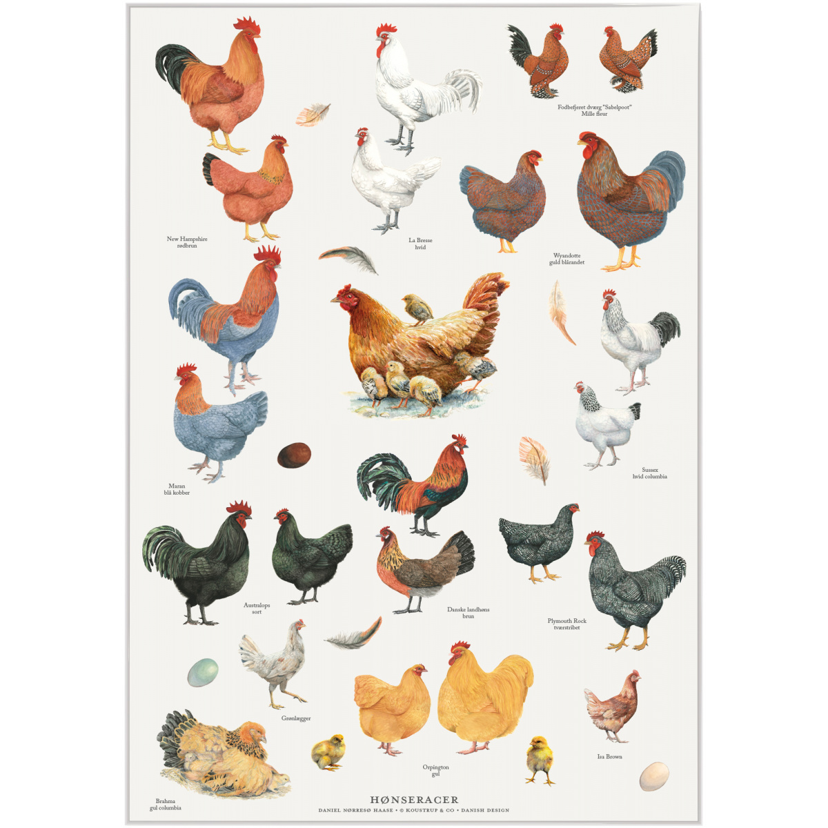 Koustrup Poster – Hühnerrassen, A2