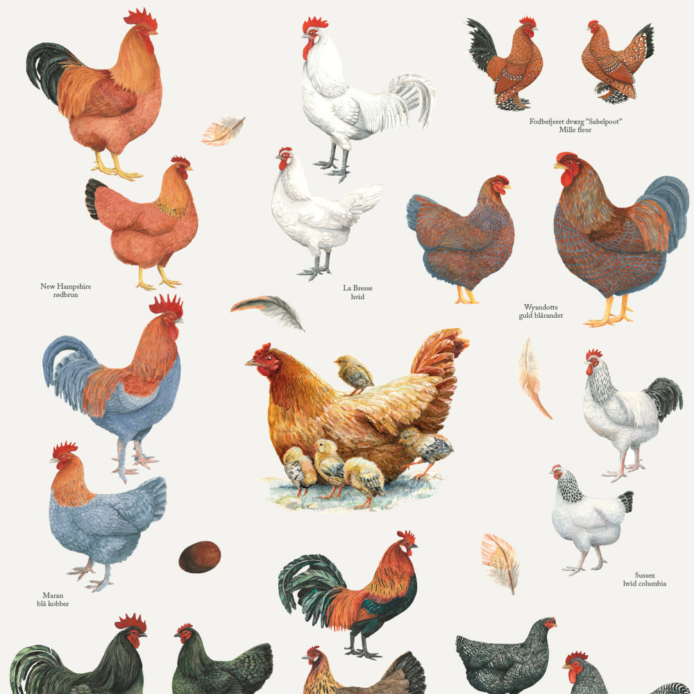 Affiche Koustrup - Races de poules, A4 - Image 2