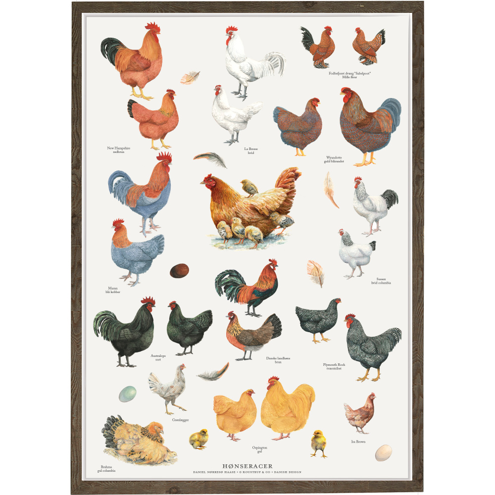 Affiche Koustrup - Races de poules, A4 - Image 3
