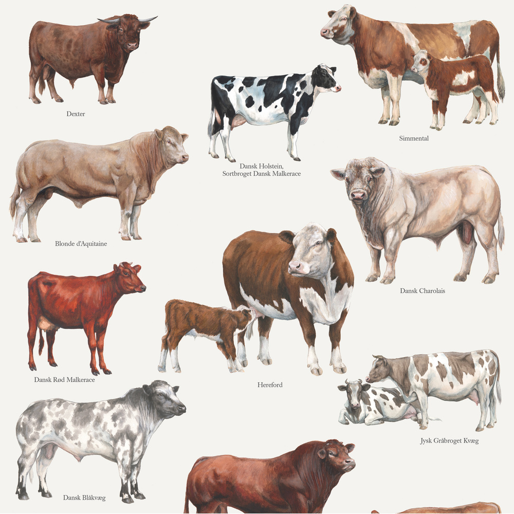 Koustrup poster - Cattle Breeds, A4 - Image 2