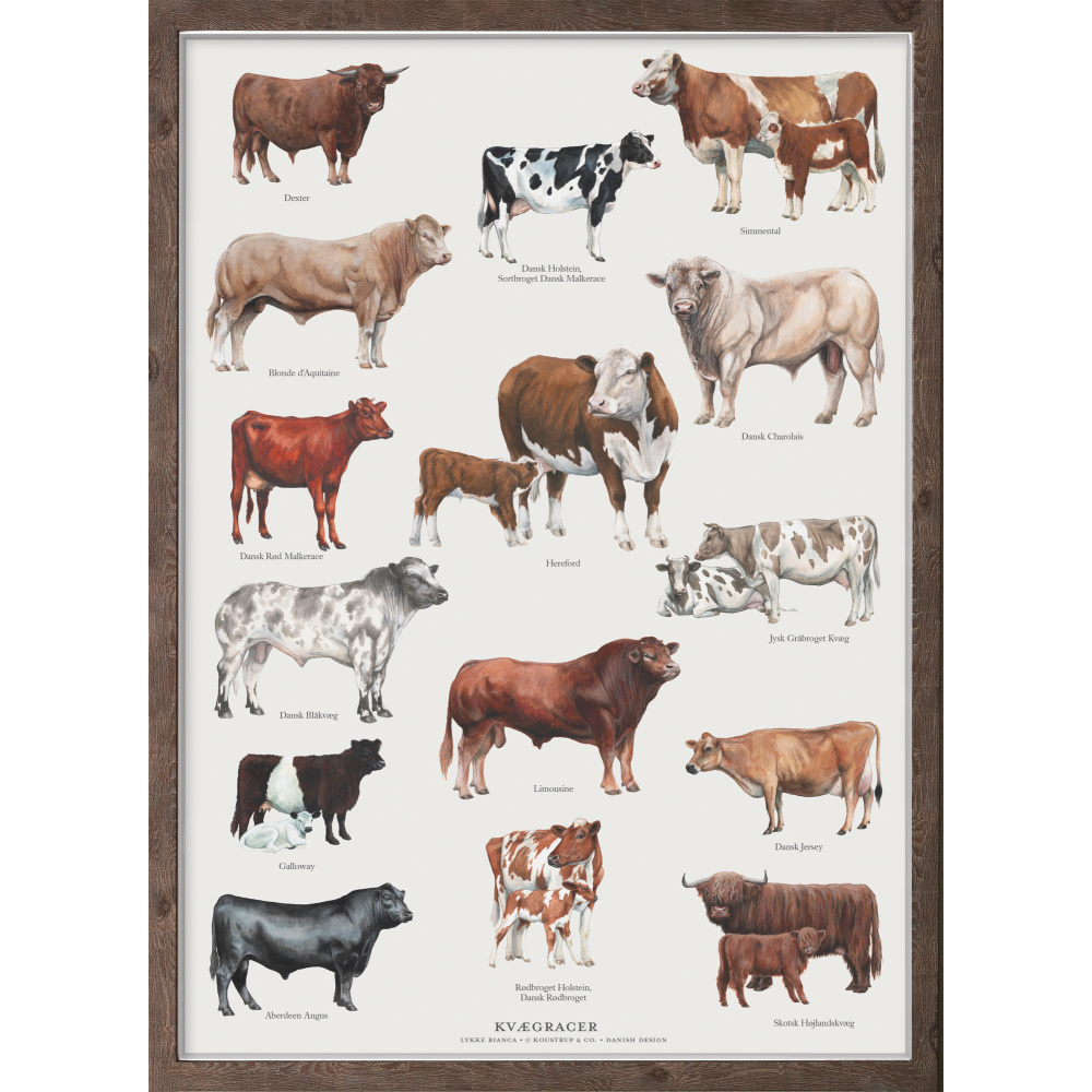 Koustrup poster - Cattle Breeds, A4 - Image 3