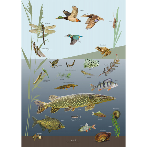 Koustrup poster - Lake and stream, A4