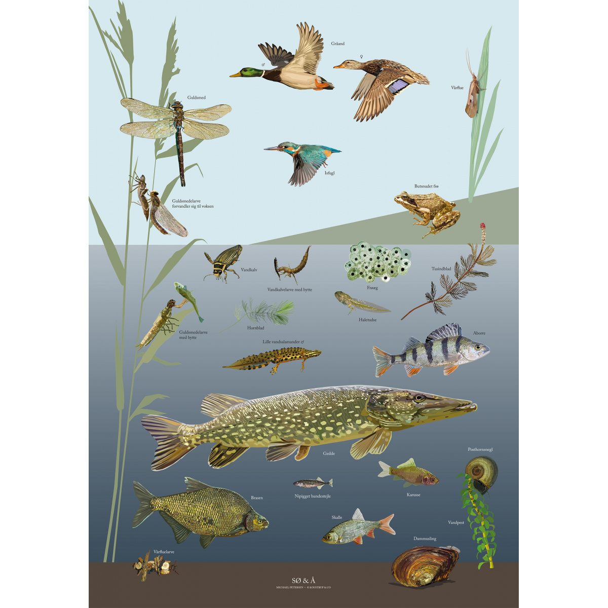 Koustrup Poster - See & Fluss, A2