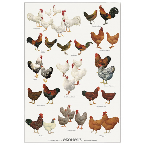 Koustrup-Poster – Bio-Hühner, A2