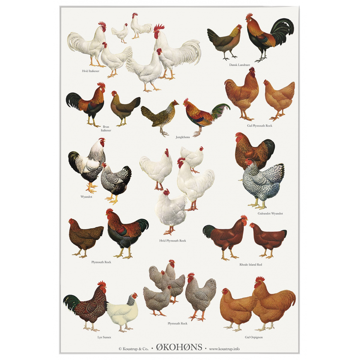 Koustrup-Poster – Bio-Hühner, A2