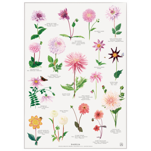 Koustrup plakat - Dahlia, A2