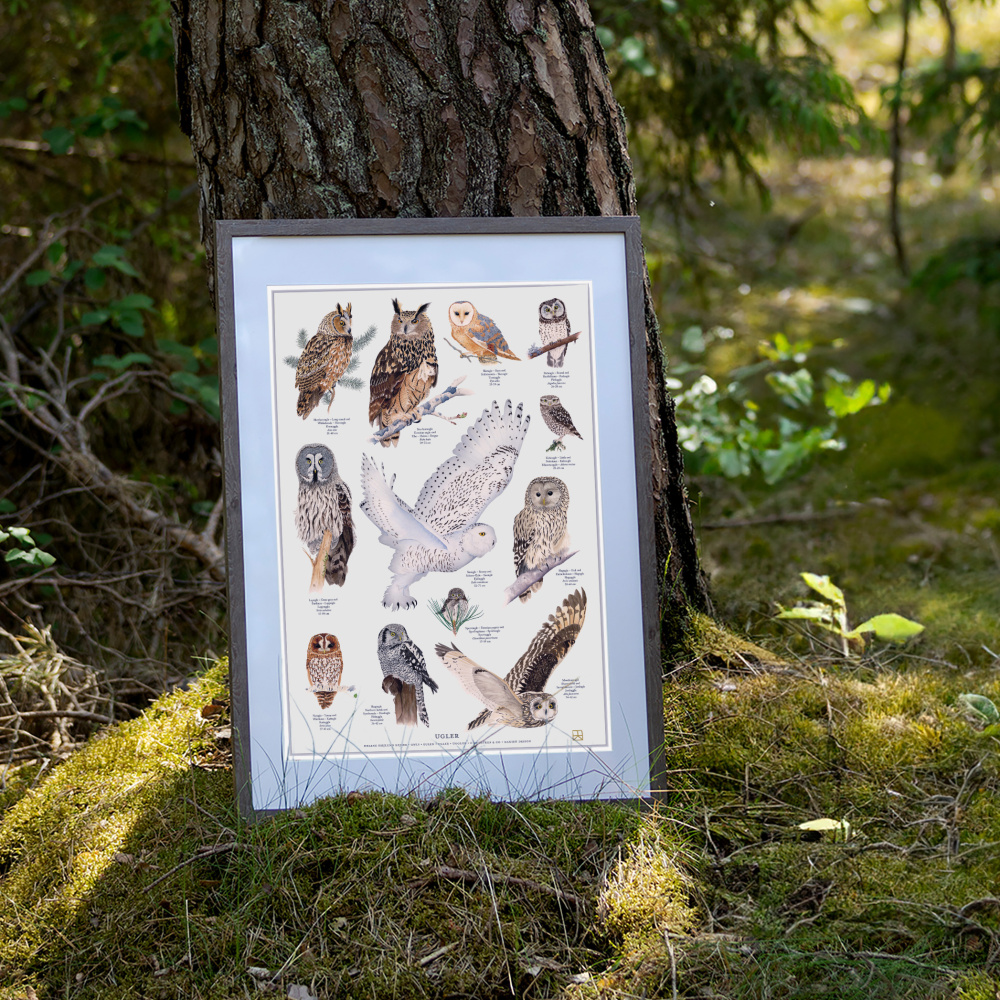 Koustrup affisch - Ugglor, A2 - Bild 2