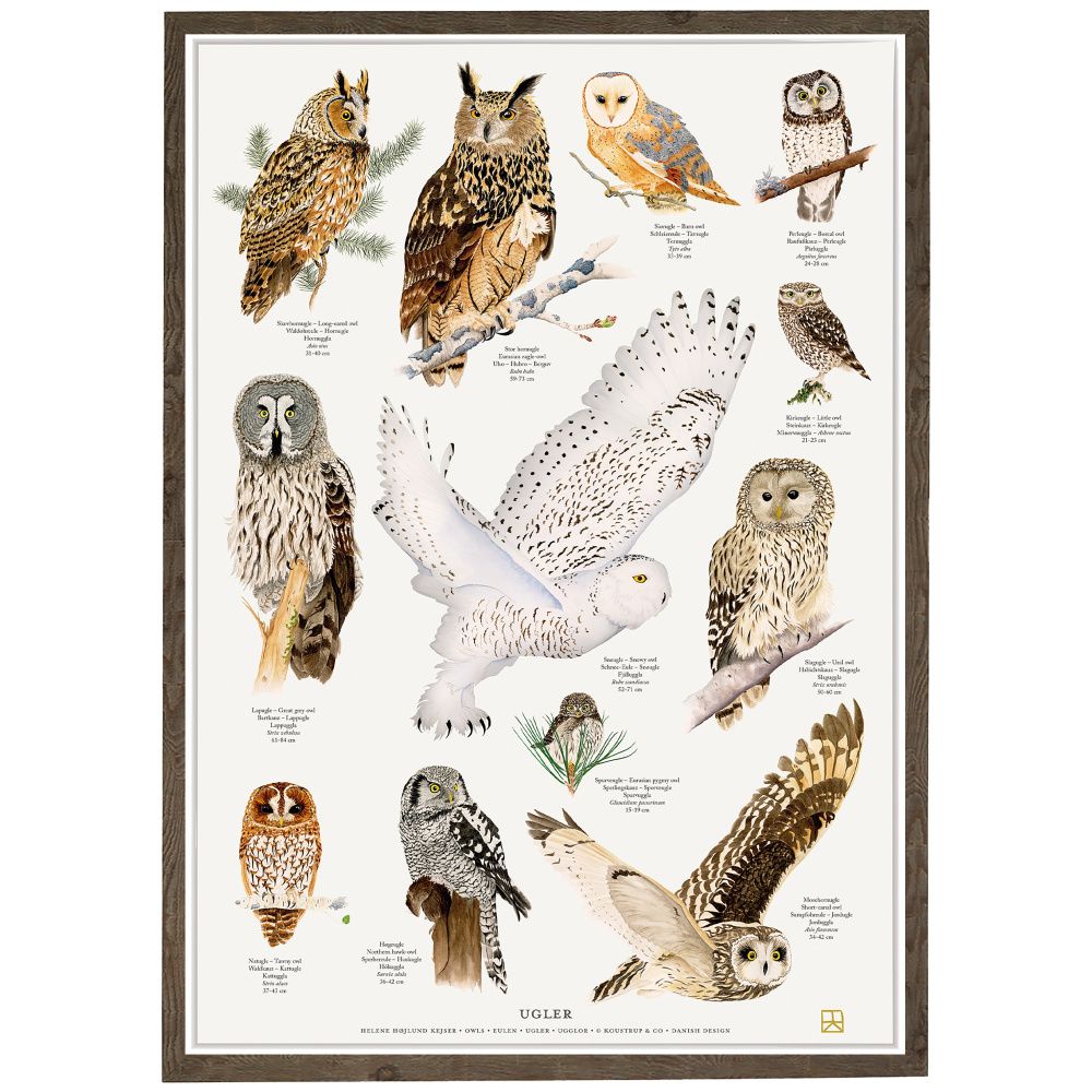 Koustrup affisch - Ugglor, A4 - Bild 5