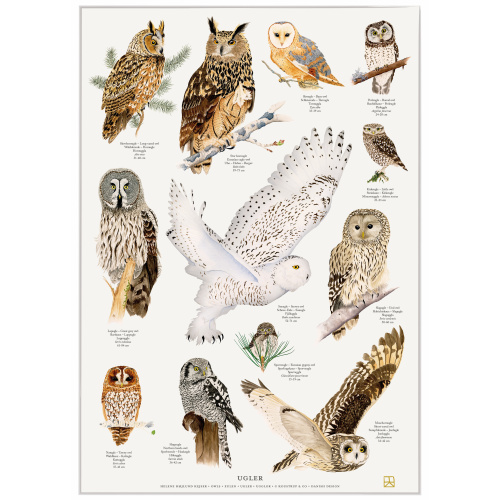 Koustrup plakat - Ugler, A4