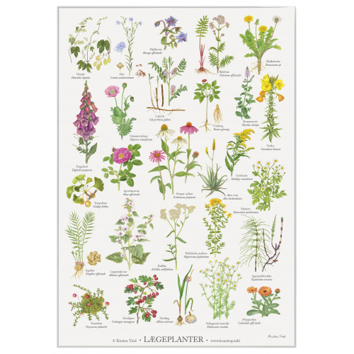 Affiche Koustrup - Plantes médicinales, A2