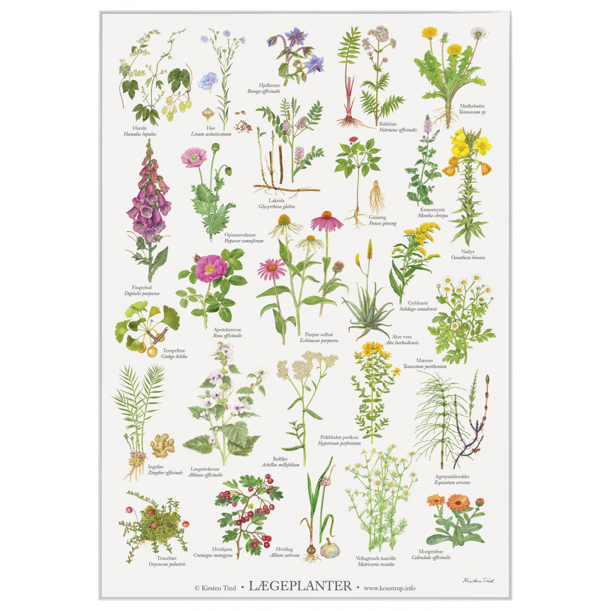 Koustrup plakat - Lægeplanter, A2