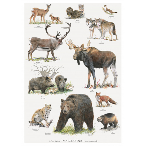 Koustrup poster - Nordic animals, A2