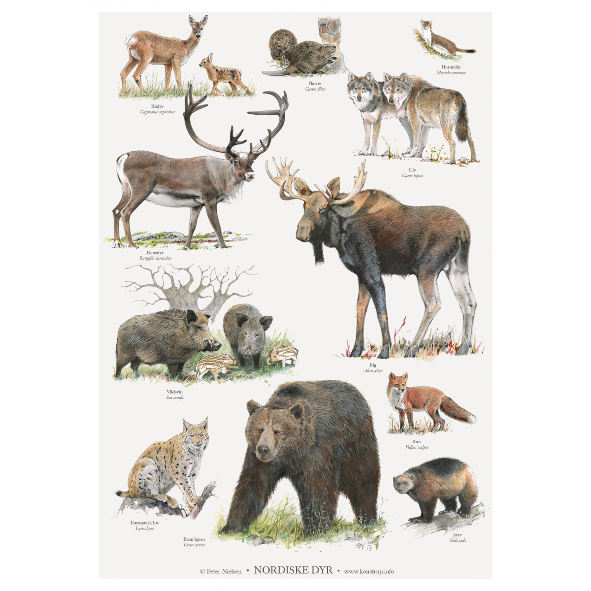 Affiche Koustrup - Animaux nordiques, A2