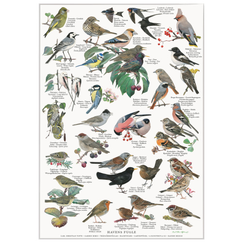 Koustrup Poster – Vögel des Gartens, A2