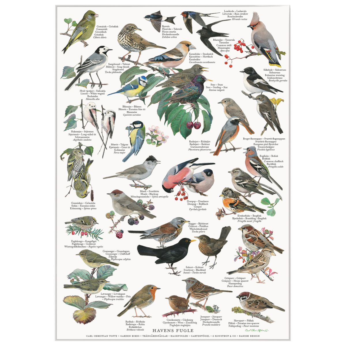 Koustrup Poster – Vögel des Gartens, A2