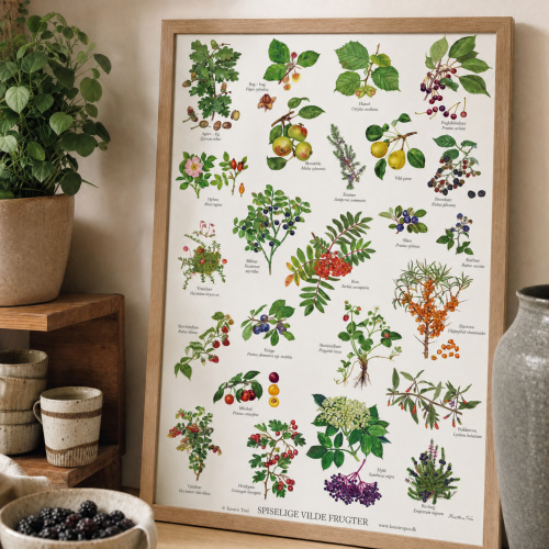 Koustrup Poster - Edible Wild Fruits, A2