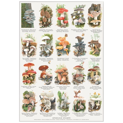 Koustrup Poster - Edible Mushrooms, A2