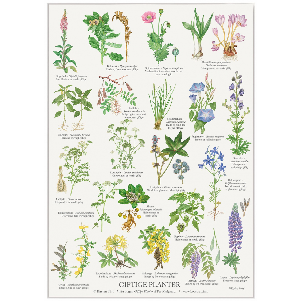 Koustrup Poster – Giftige Pflanzen, A2