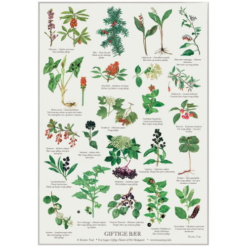 Koustrup Poster – Giftige Beeren, A2