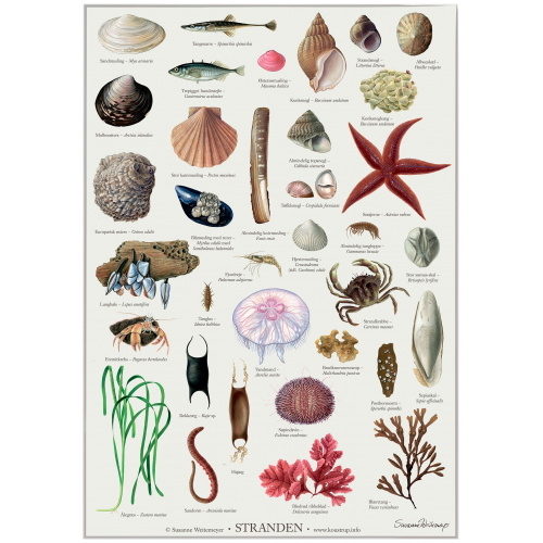Koustrup Poster – Der Strand, A2