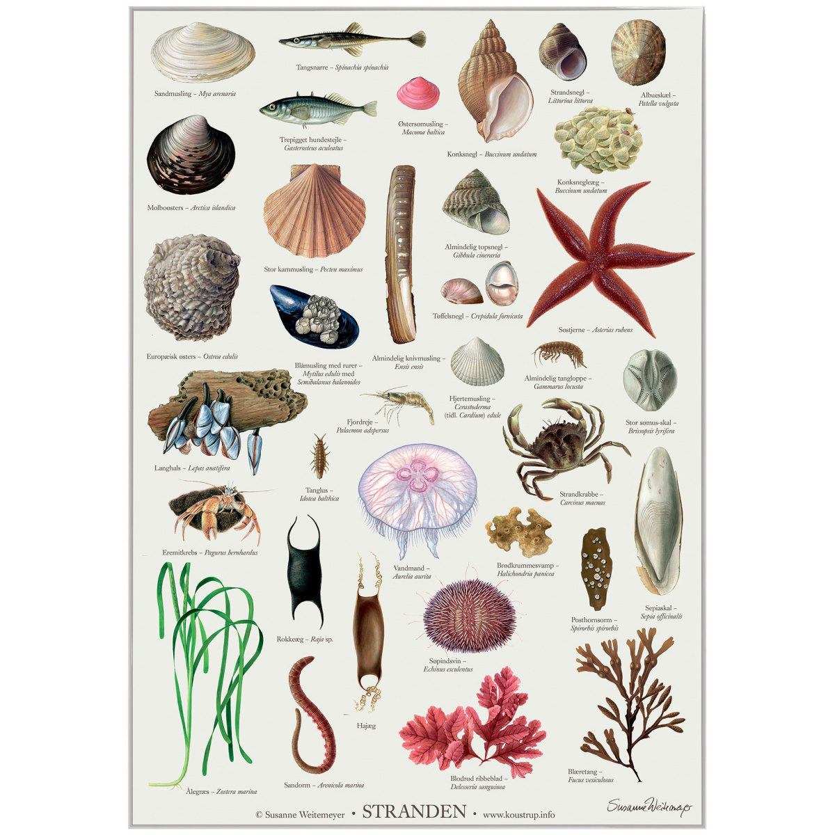 Koustrup Poster – Der Strand, A2