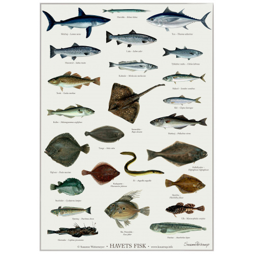 Koustrup poster - Fish of the Sea, A2