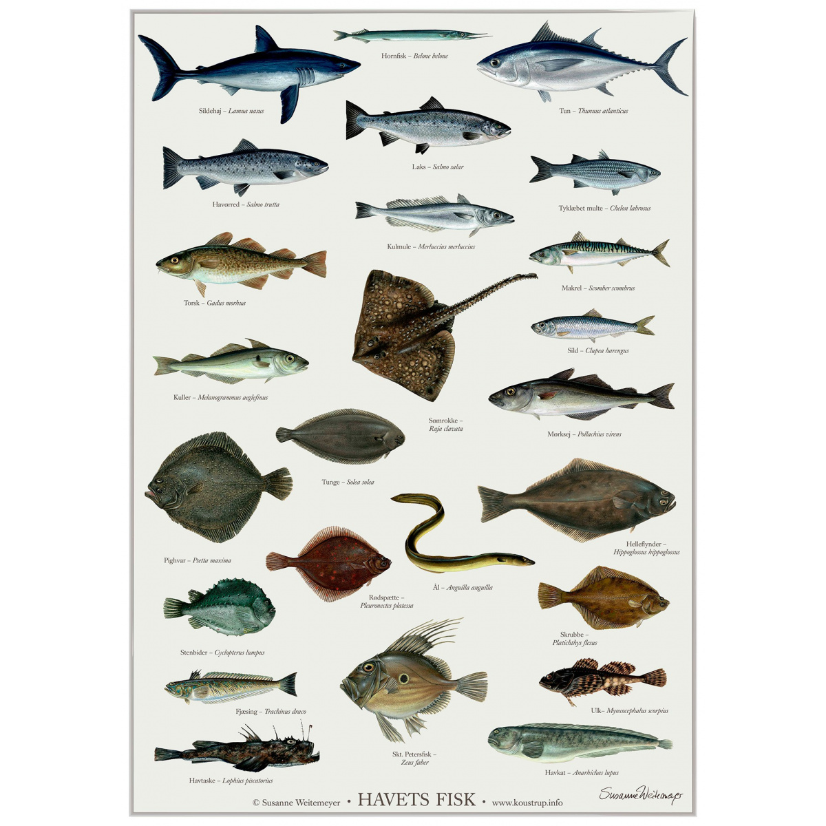Koustrup Poster – Fische des Meeres, A2