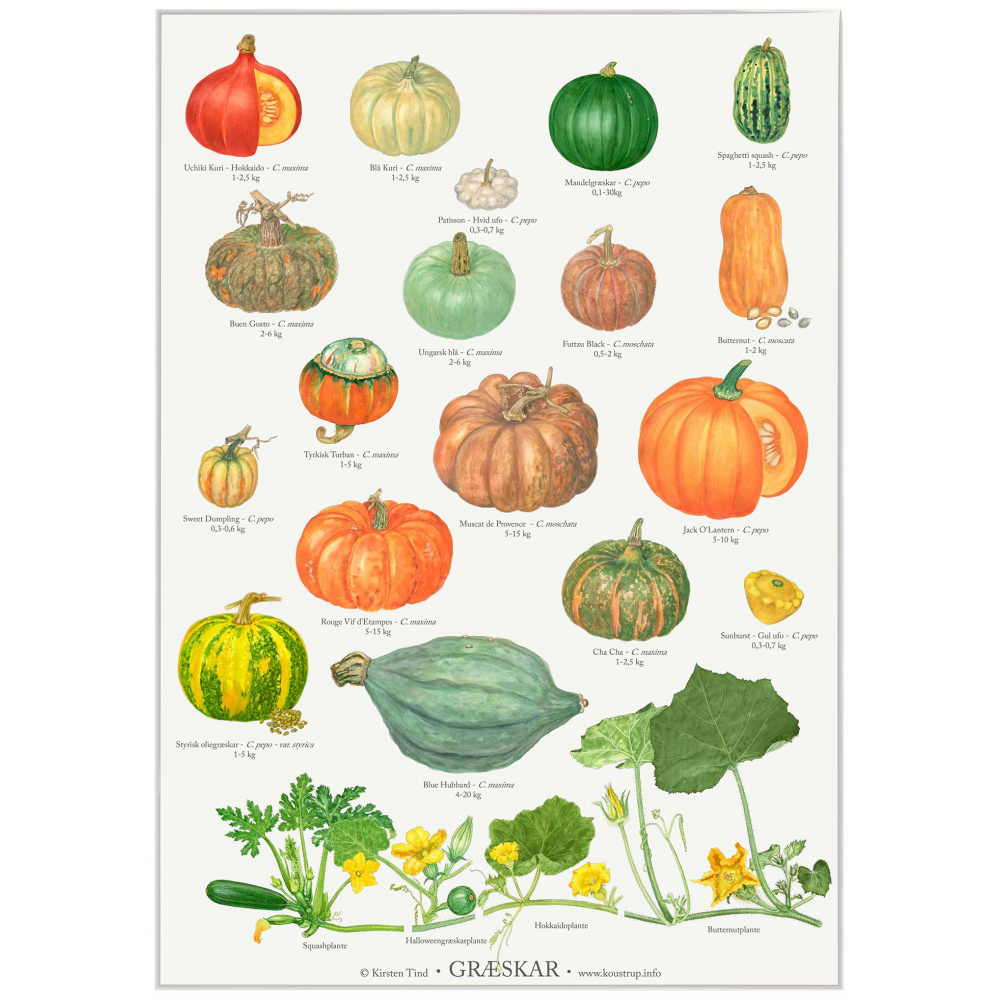 Koustrup Poster - Pumpkins, A2