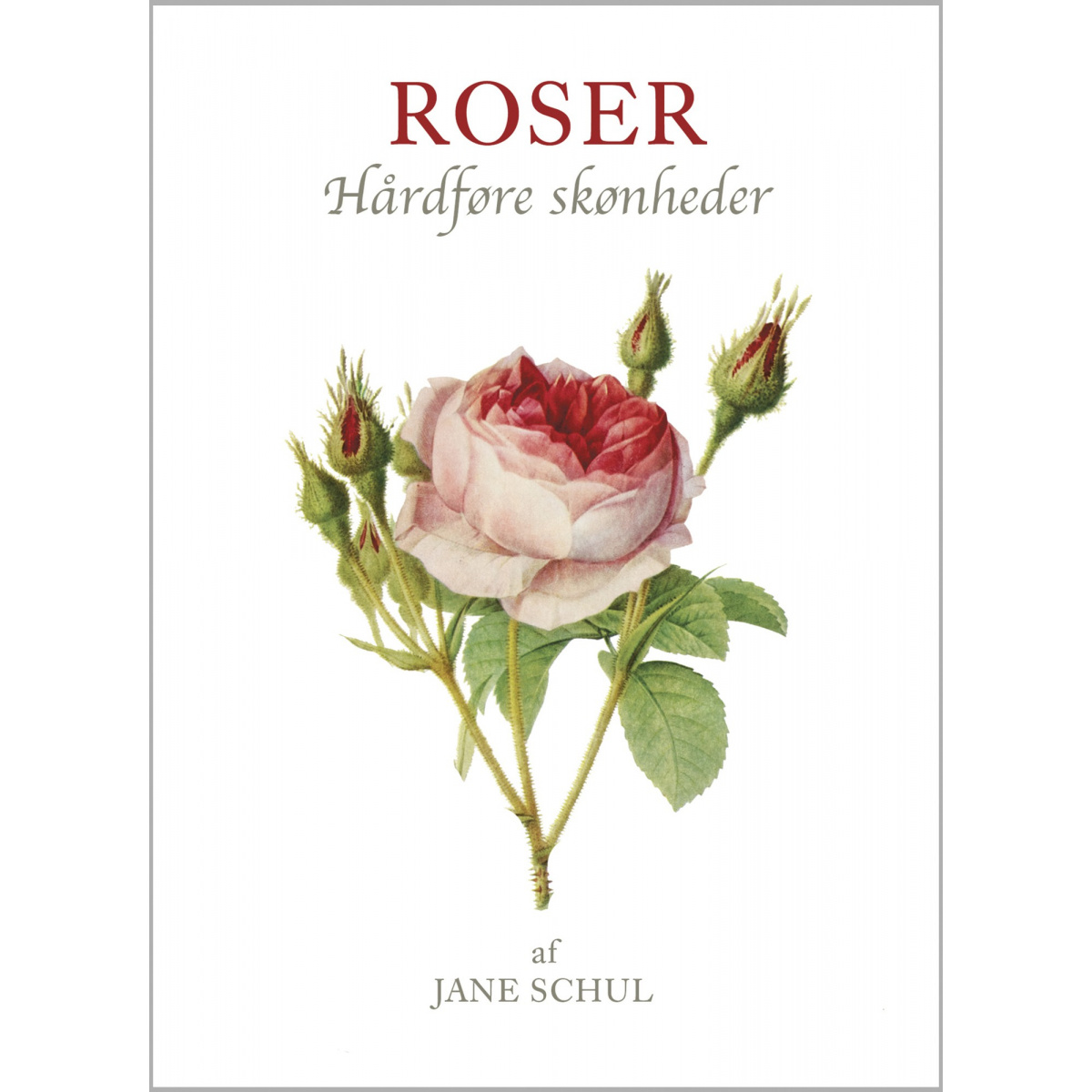 Koustrups kleine Weiße - Rosen