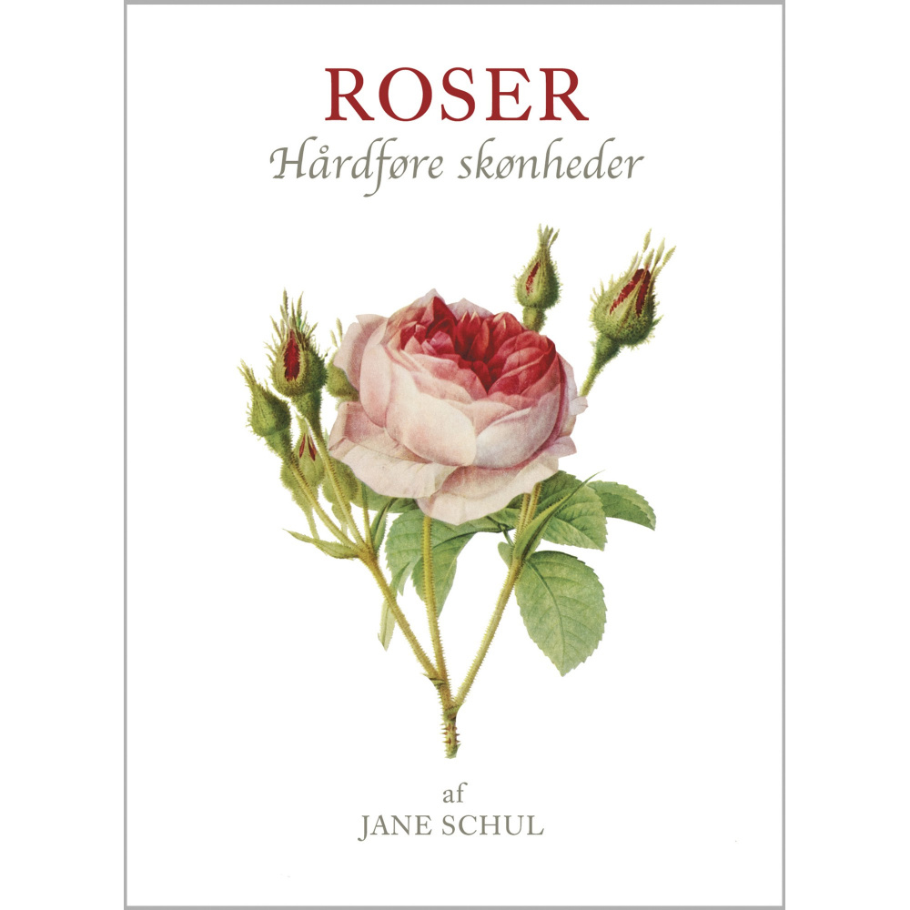Koustrup's små hvide - Roser