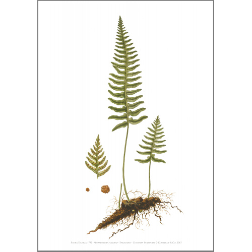 Flora Danica konsttryck i A2 - stensöta
