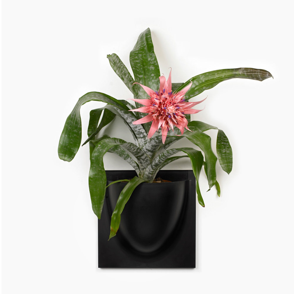 VertiPlants vægkrukke - sort - Billede 4