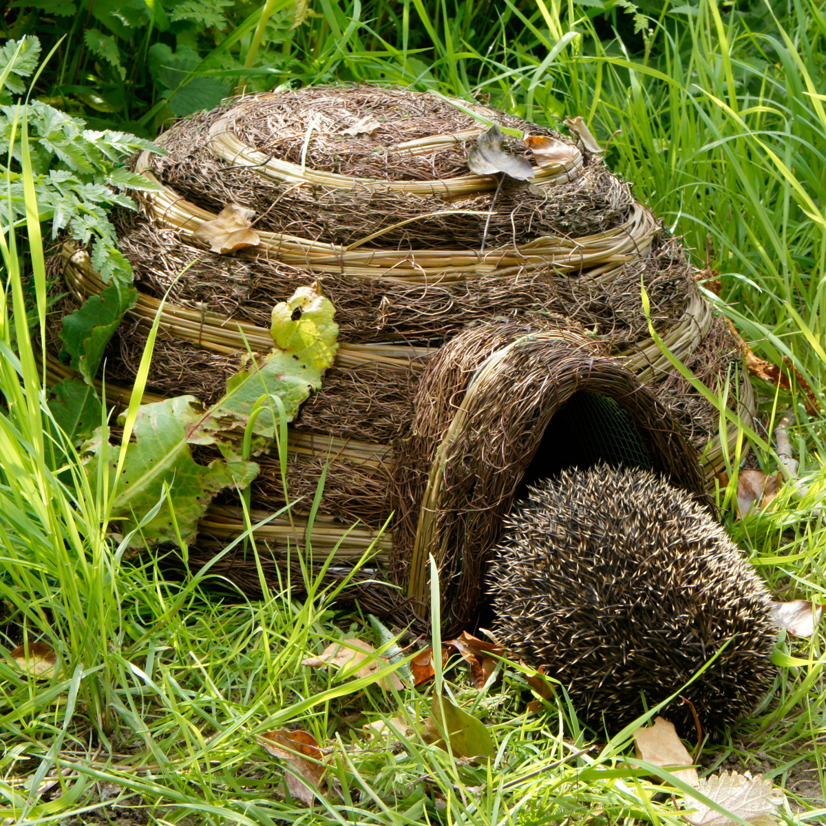 Maison pour hérissons en osier Wildlife World
