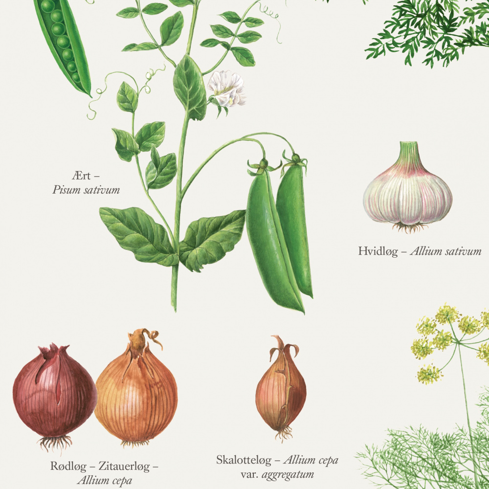 Koustrup poster - The Kitchen Garden, A2 - Image 2