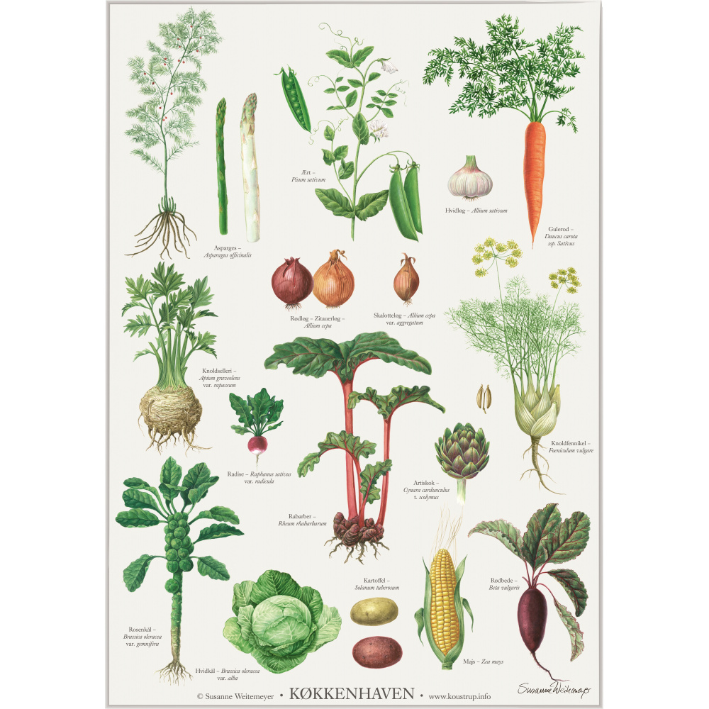 Koustrup poster - The Kitchen Garden, A2