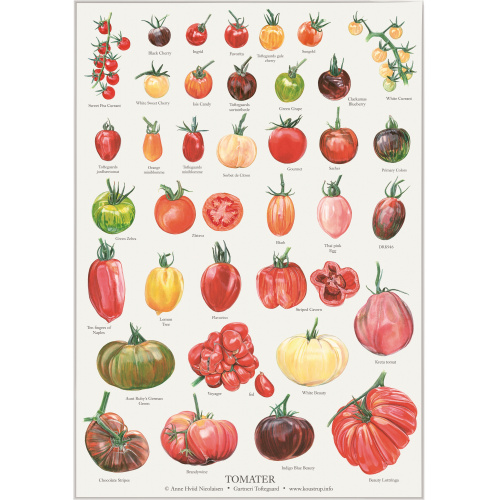 Koustrup poster - Tomatoes, A2