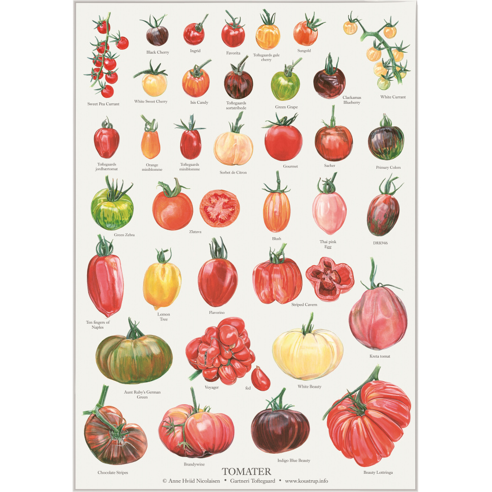 Koustrup poster - Tomatoes, A2
