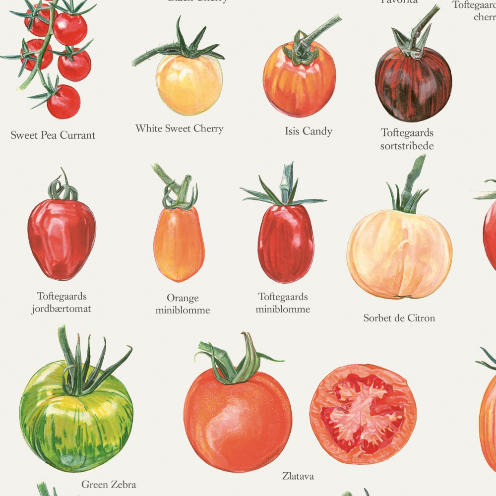Koustrup poster - Tomatoes, A2 - Image 2