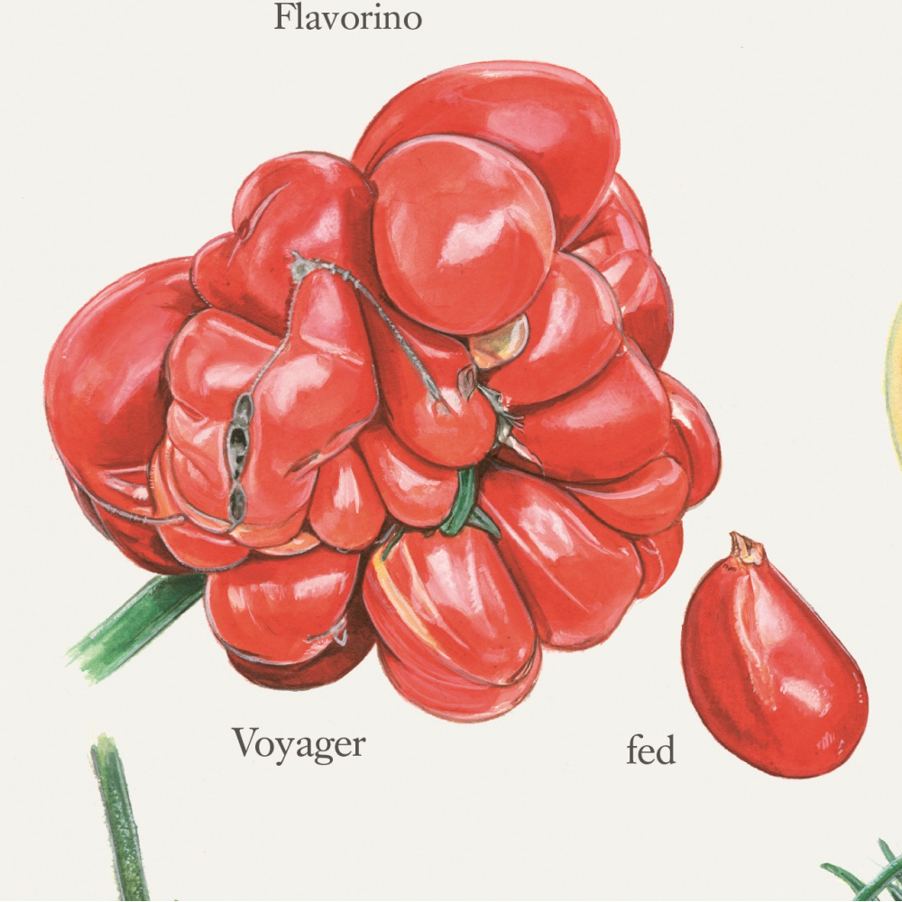 Koustrup poster - Tomatoes, A2 - Image 3