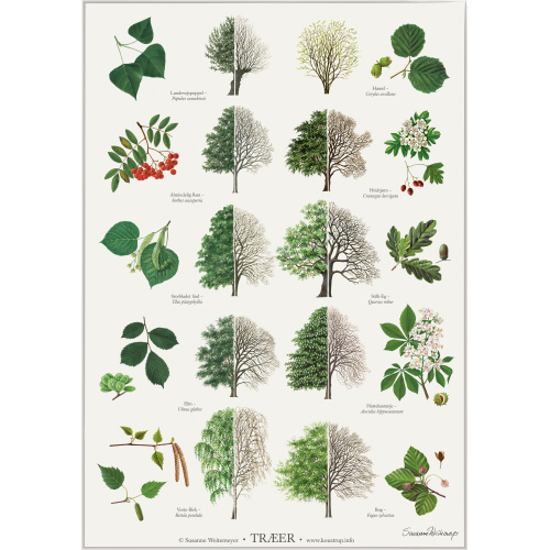 Koustrup poster - Bomen, A2