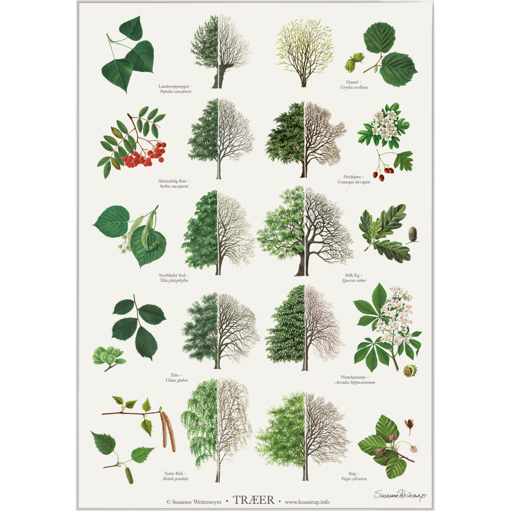 Koustrup affisch - Träd, A2