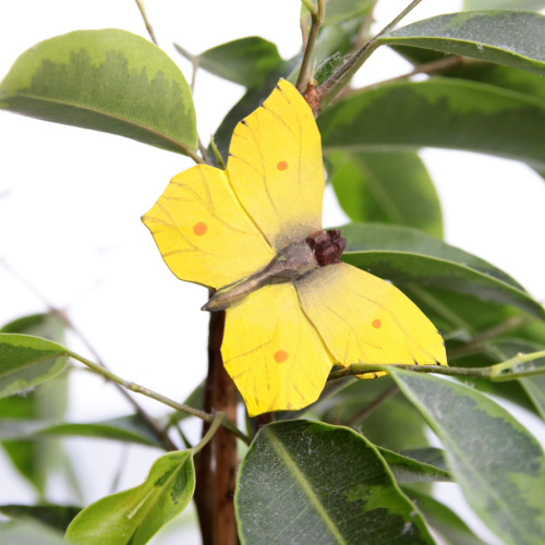 Wildlife Garden magnet - Brimstone butterfly