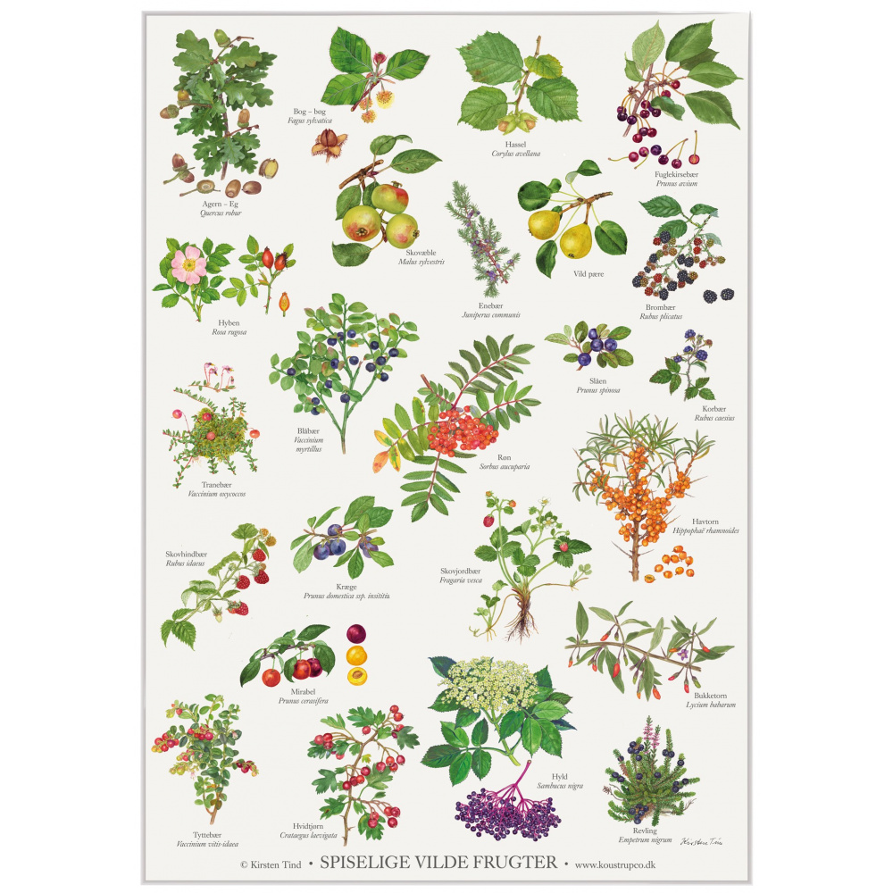 Koustrup Poster – Essbare Wildfrüchte, A2 - Bild 2
