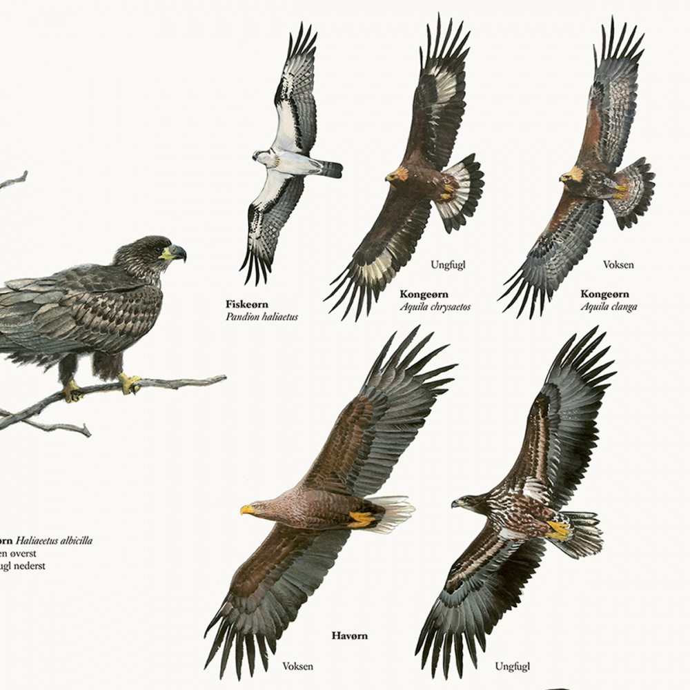 Koustrup Poster - Adler, A2 - Bild 2
