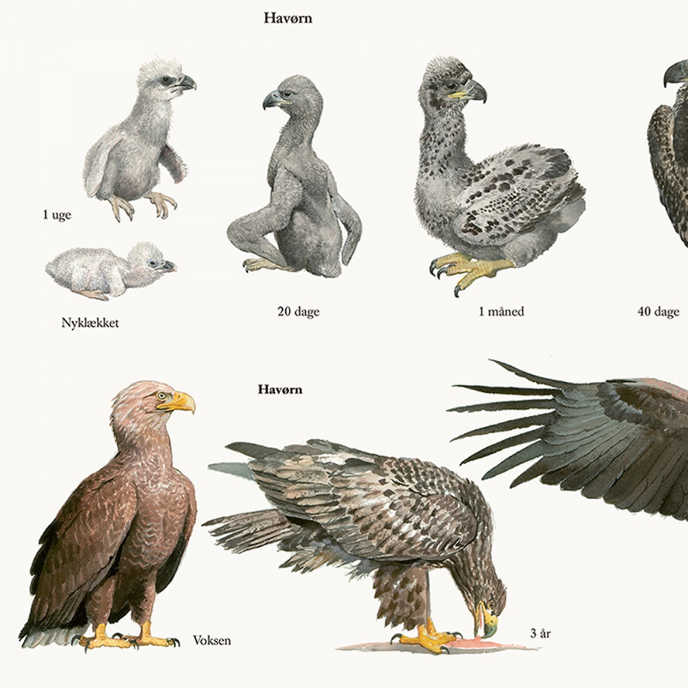 Koustrup Poster - Adler, A2 - Bild 3
