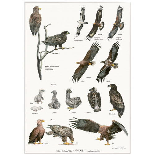 Koustrup Poster - Eagles, A2