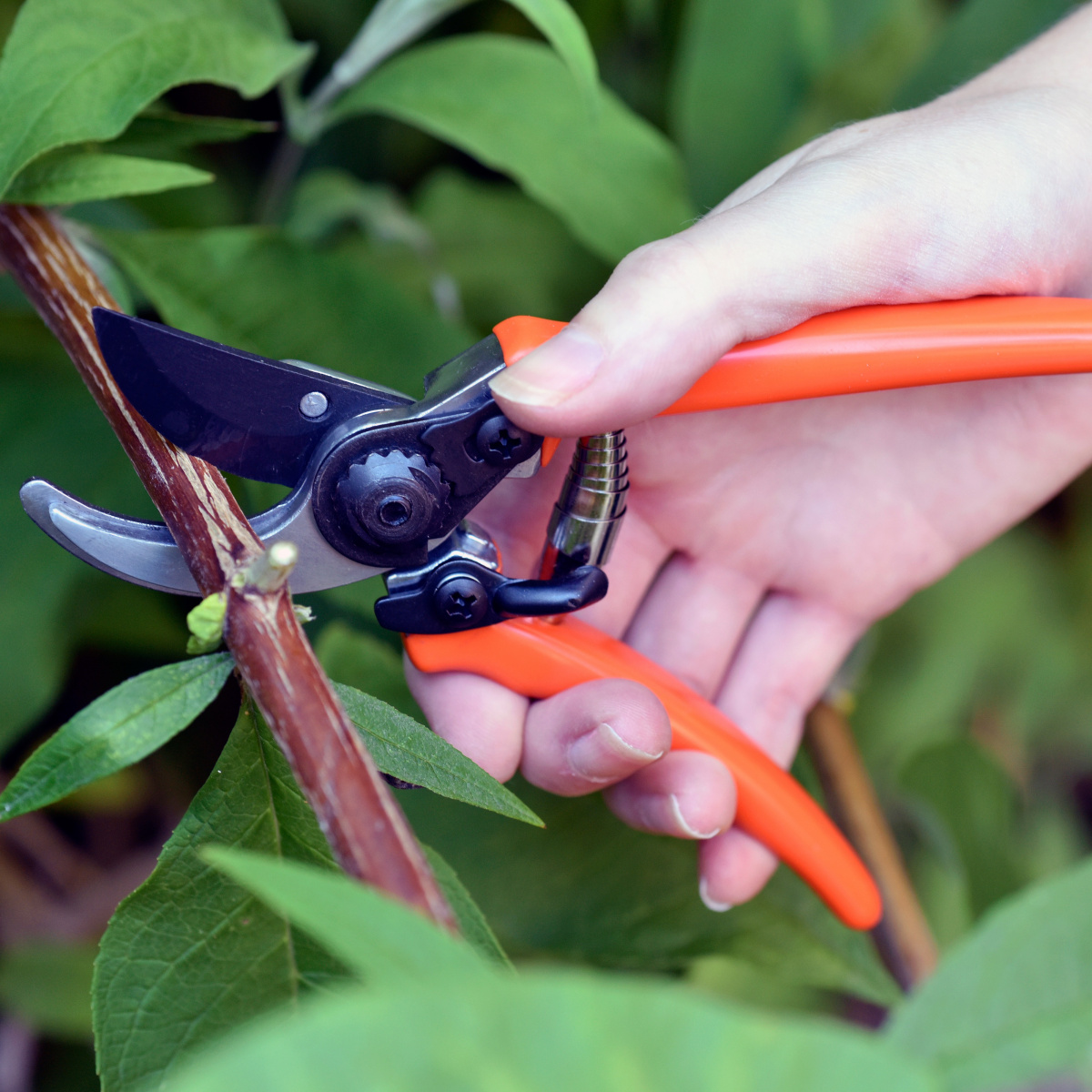 Burgon & Ball Mikro-Gartenschere