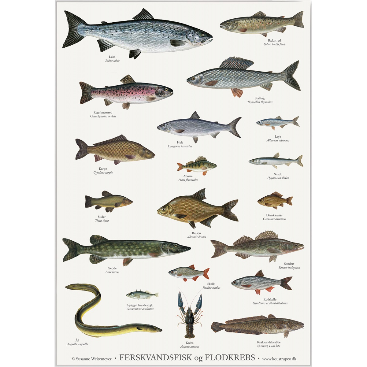 Koustrup Poster – Süßwasserfische, A2