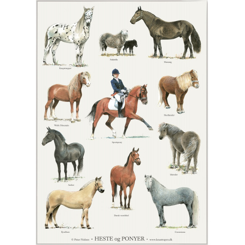 Koustrup poster - Horses and Ponies, A2